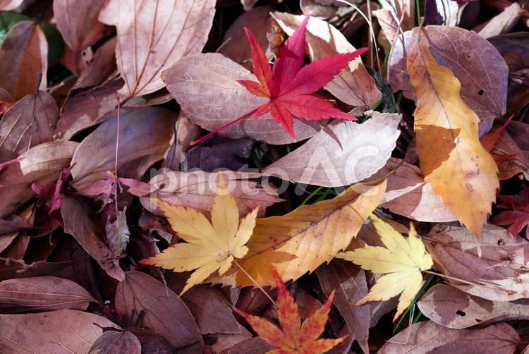 紅葉の素材 紅葉の素材,紅葉,もみじの写真素材