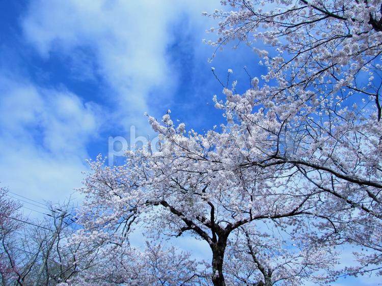 春の青空の下　満開に咲く桜 桜,青空,春の写真素材