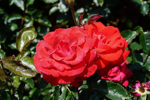 荒牧バラ園718　レベル 兵庫県,荒牧バラ園,バラの写真素材