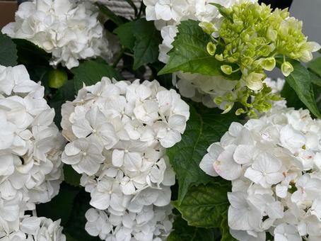 あじさい白 あじさい白 あじさい,アジサイ,紫陽花の写真素材
