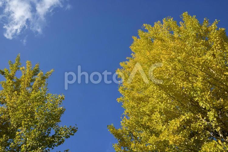 公園から見上げた秋空と紅葉した銀杏の木 公園,秋空,紅葉の写真素材