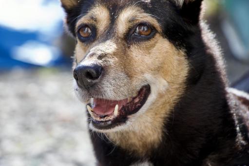 犬 犬,可愛い,中型犬の写真素材