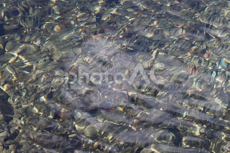 日本の田舎の懐かしい風景　小魚 日本,田舎,懐かしいの写真素材