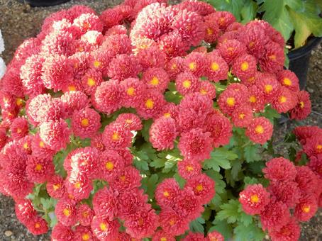 【風景写真】福山菊花展覧会の風景 キク,菊,菊花展の写真素材