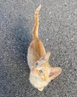 茶トラ猫 茶トラ猫の写真