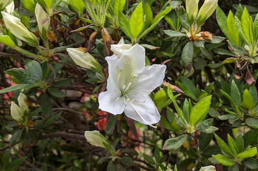 Azalea, JPG Azalea, JPG