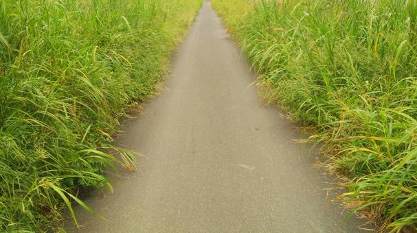 雑草と道 雑草と道の写真