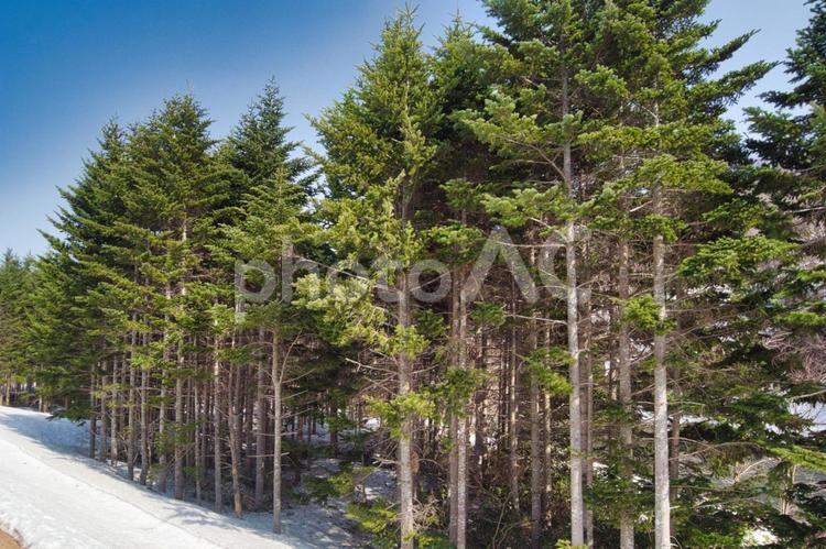 春の常緑樹林 常緑針葉樹,松,緑の写真素材