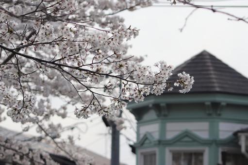 桜 桜 の写真