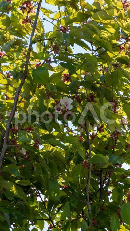 中央で咲く桜の花 桜,花,植物の写真素材