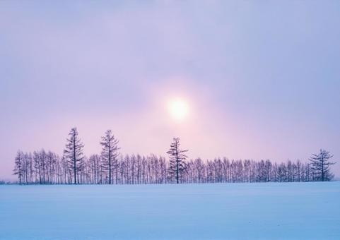 ピンク色に色づく雪降る丘と林 ピンク色に色づく雪降る丘と林の写真