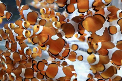 クマノミの群れ クマノミ,カクレクマノミ,ニモの写真素材