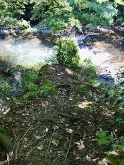 森の中を流れる川 森林,川,森の写真素材