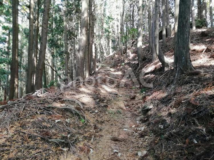 比叡山延暦寺　西塔から横川へ　滋賀 比叡山延暦寺,西塔から横川へ,滋賀の写真素材
