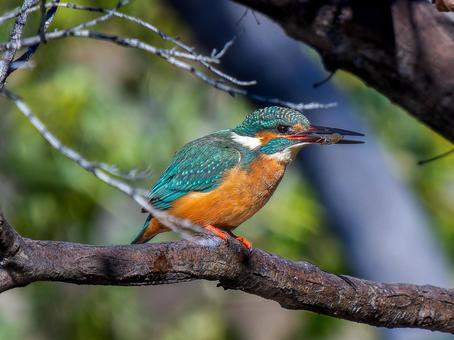 枝にとまるカワセミ カワセミ,野鳥,鳥の写真素材