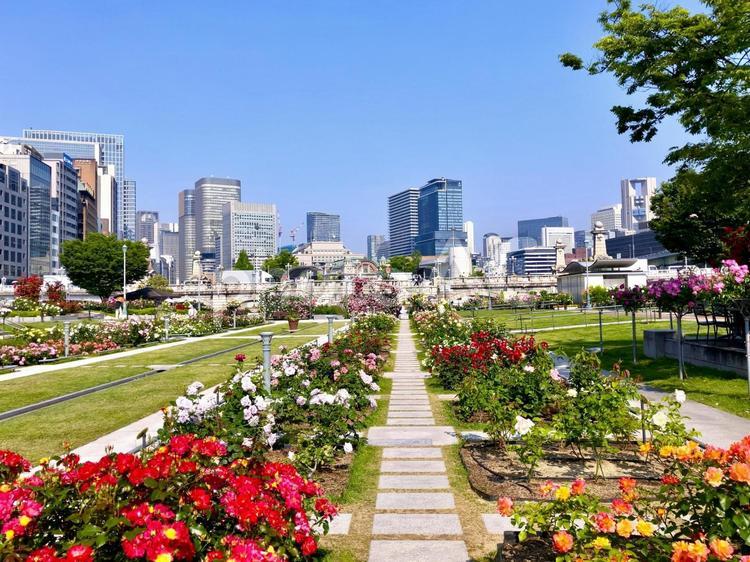 大阪　中之島バラ園とオフィス街 中之島バラ園,中之島公園,大阪の写真素材