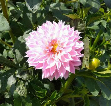 ピンクのダリア ダリア,ピンク,花の写真素材