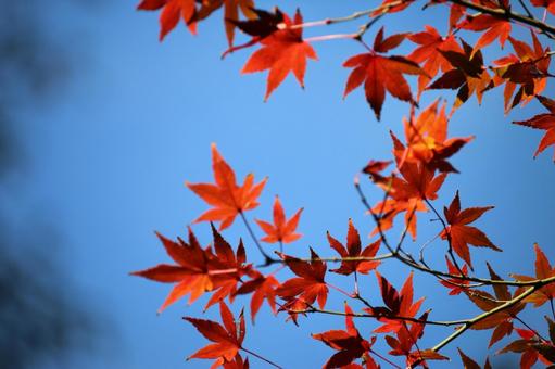 Photo, red autumn leaves, maple, autumn leaves, 