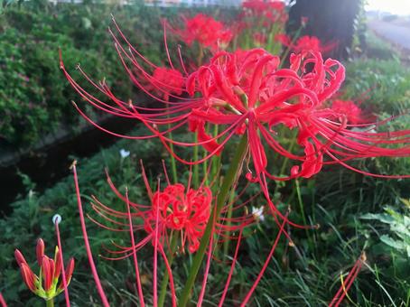 彼岸花 曼珠沙華 彼岸花 曼珠沙華の写真