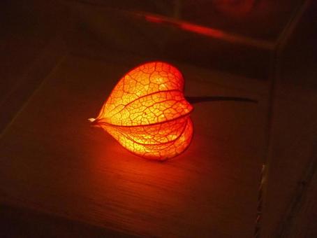 鬼灯 鬼灯,酸漿,ほおずきの写真素材