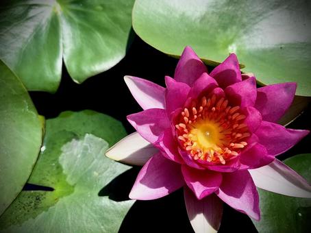 Water lily, JPG Water lily, JPG