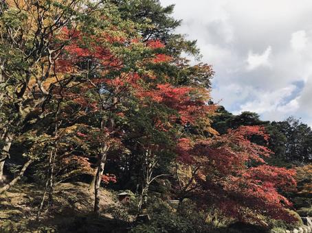 紅葉 紅葉の写真