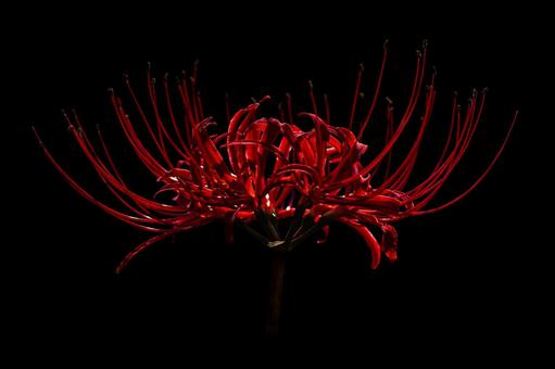 Red spider lilies on a black background, JPG Red spider lilies on a black background, JPG