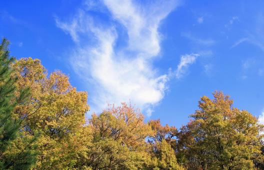 トウカエデの紅葉と秋の空雲 紅葉,トウカエデ,カエデの写真素材