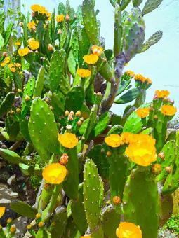 ウチワサボテンの花 ウチワサボテンの花の写真