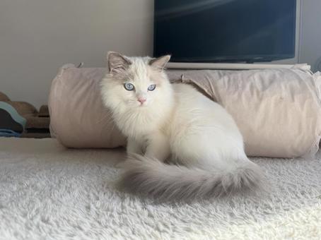 ラグドールの子猫 猫,ペット,かわいいの写真素材