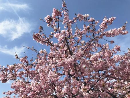桜満開青空の下 桜満開青空の下の写真