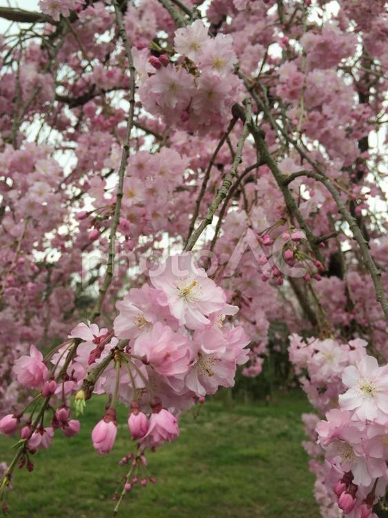 枝垂れ桜 花,自然,チェリーの写真素材