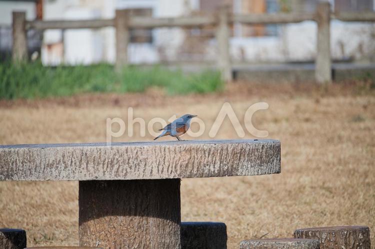 公園の机のイソヒヨドリ 鳥,空,イソヒヨドリの写真素材