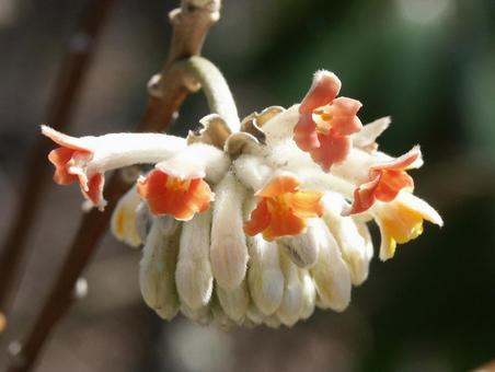 ミツマタ・三叉　マクロ 花木,球形,小花の写真素材