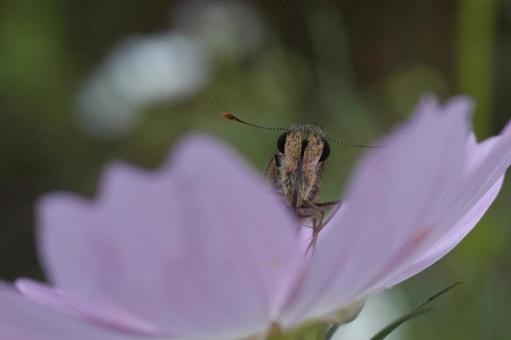 Cosmos and Skipper, JPG