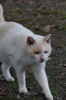 歩く白猫　アップ 猫,ねこ,ネコの写真素材