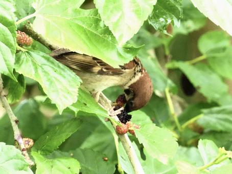 桑の実を叩くスズメ 鳥,野鳥,スズメの写真素材