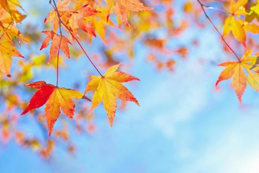 紅葉の葉と青空 もみじ,モミジ,紅葉の写真素材