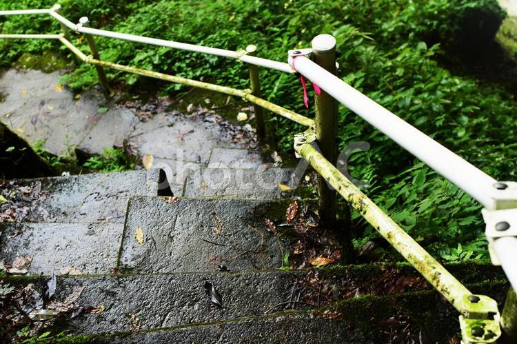 森の中の階段 階段,手すり,冒険の写真素材