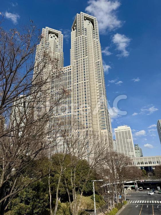 冬の東京都庁周辺の風景 枯れ木,冬,昼間の写真素材
