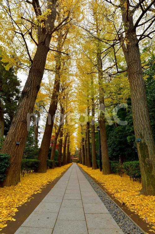 イチョウ並木 いちょう,銀杏,紅葉の写真素材