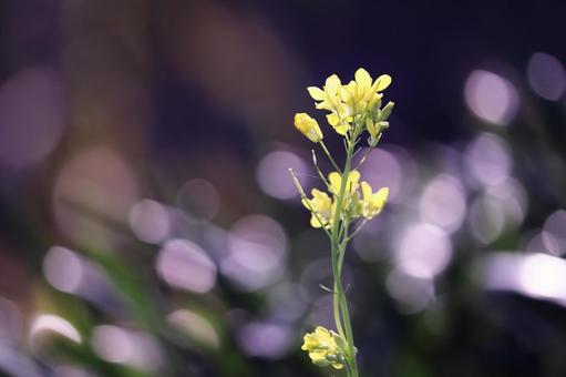 春の訪れと菜の花 春の訪れと菜の花の写真