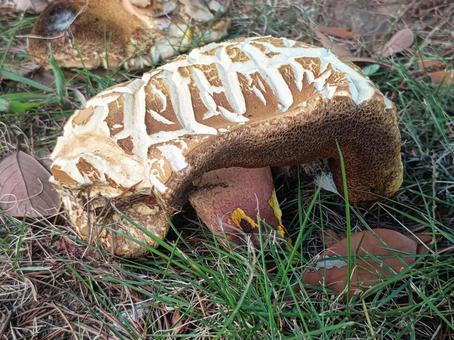 A huge mushroom I saw in the park (side view), JPG A huge mushroom I saw in the park (side view), JPG