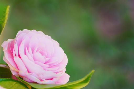 ツバキ つばき,花,植物の写真素材