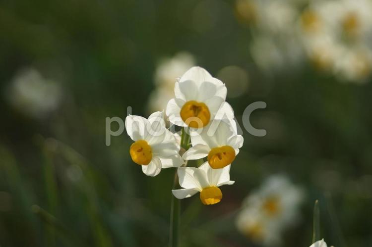 柔らかな光と水仙の花２５－１ 水仙,花,白い花の写真素材