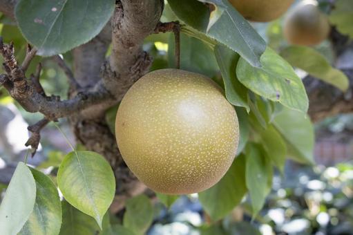 Photo, pear, pear hunting, outdoors, 