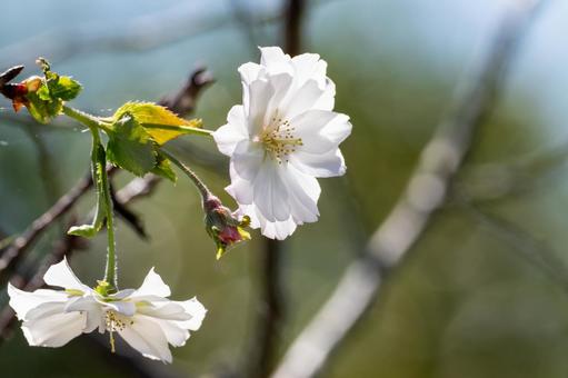 ジュウガツザクラ⑴ ジュウガツザクラ⑴ 花,コブクザクラ,植物の写真素材