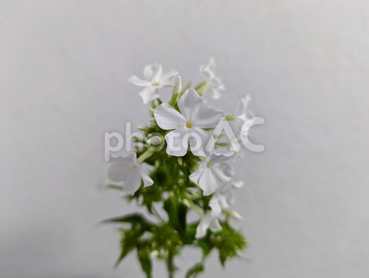 フロックス（白） フロックス,白,花の写真素材