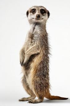 真っ直ぐに立つミーアキャットの全身 真っ直ぐに立つミーアキャットの全身の写真