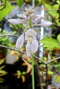 涼しさや ぎぼしの花を なぶる風 涼しさや ぎぼしの花を なぶる風の写真
